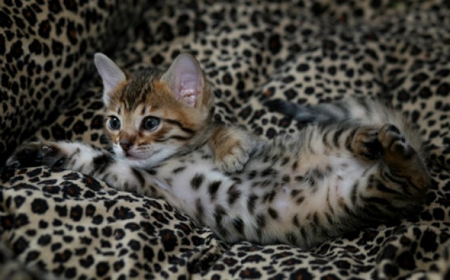 Wundervolle Bengal Babys geb. 29.8. 4 Jungs und 2 Mädchen  - Bengal - Oberkotzau