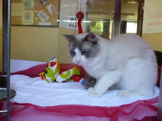 Ragdoll Deckkater - choco carrier - Deckkater - Cifer