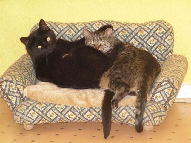 Armer Clyde- jetzt ganz alleine - Hauskatzen - Rees