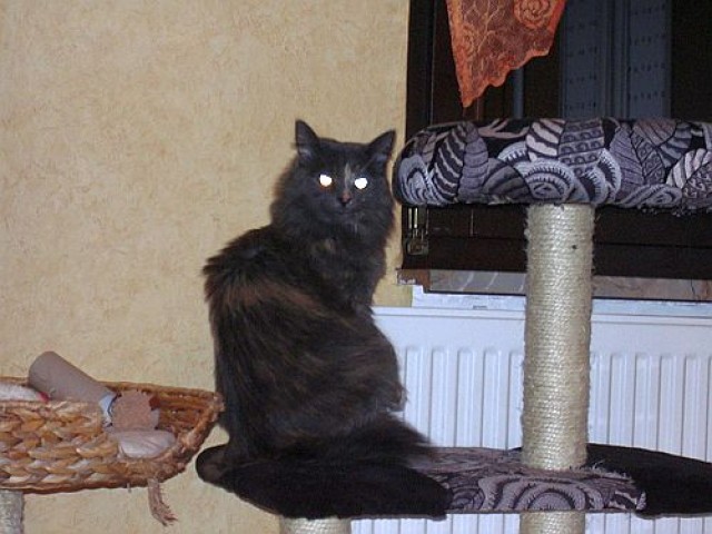 Bibi, Norwegermixdame, sucht ihr Zuhause - Katzen Sonstige - Lonnig