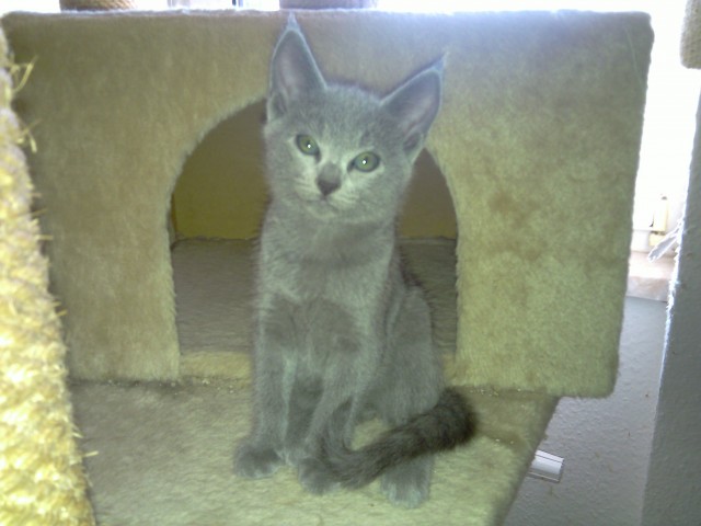 Russisch Blau Katerchen Gedeon sucht ein Zuhause - Russisch Blau - Zweibrücken