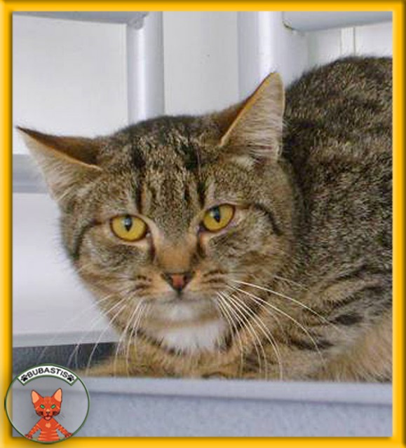 Tigerkater Conrad ist sehr schüchtern - Hauskatzen - Wien