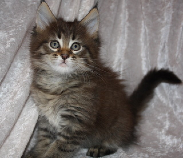 4 Kleine Maine Coon Kitten suchen ab mitte Februar neuen Wirkungskreis - Maine Coon - Menden