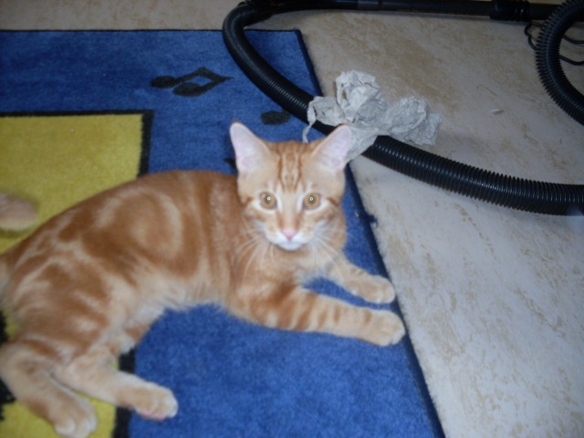 Ich suche eine Katzendame - Deckkater - Ludwigsburg