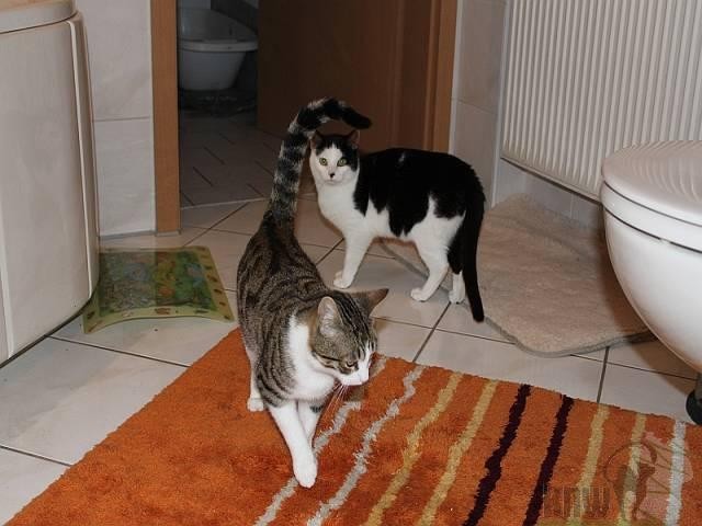 Hübscher Kater Chip hat einen Traum  - Hauskatzen - Frankfurt