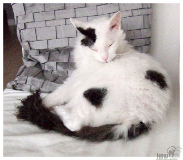 Jolie (La Perm) - Einzelprinzessin sucht Kuschelpersonal  - Hauskatzen - Frankfurt