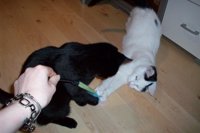 Katzengeschwister suchen dringend ein neues zuhause!!! - Hauskatzen - Wolfenbüttel