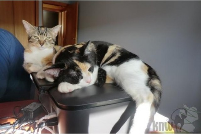 Tricolor Kitten-Duo sucht liebevollen Familienanschluss  - Hauskatzen - Hamburg