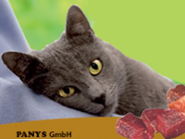 Katzen - Züchterprogramm - Katzen Zuechter - Buchholz