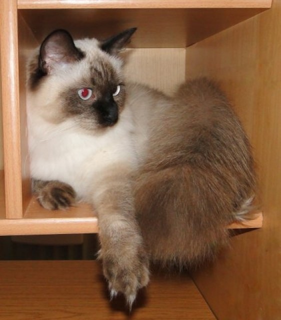 Deckkater gesucht - Deckkater - Wermelskirchen