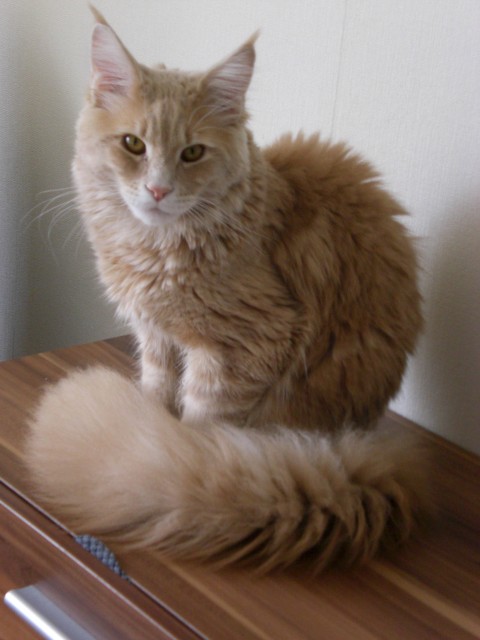 MAINE COON   Deckkater   - Deckkater - Süßen