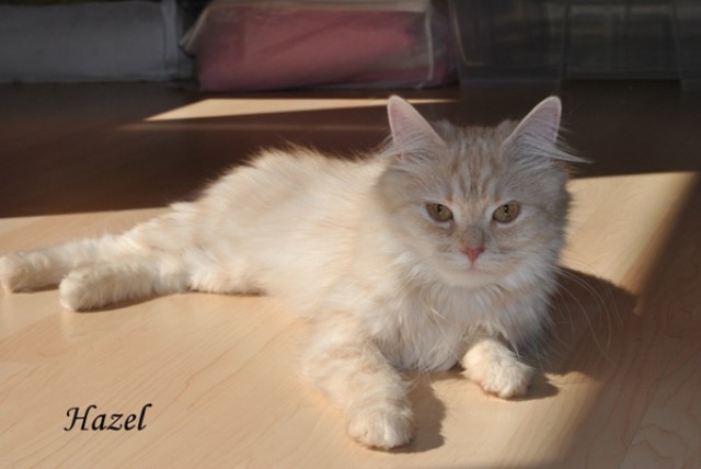 Deutsch Langhaar Katze sucht ein neues Zuhause - Katzen Sonstige - Gifhorn