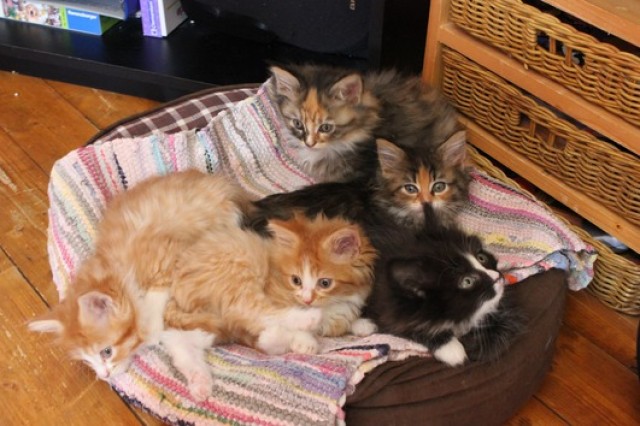  Zauberhafte Maine Coons aus liebevoller Hobbyzucht mit Stammbaum  - Maine Coon - Berlin
