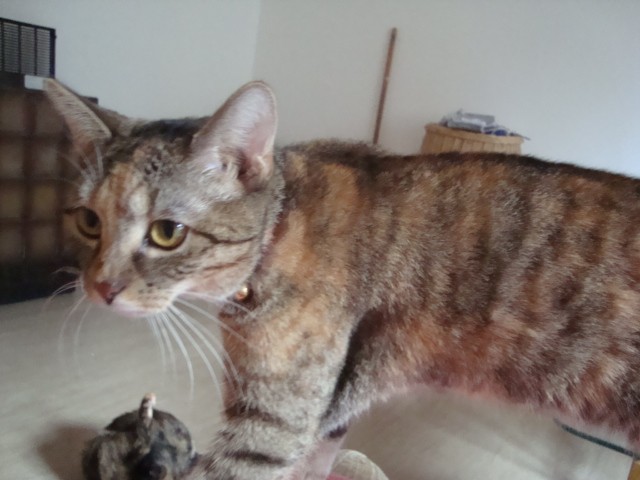 1 Jahr alte Katze zu vergeben Hof Saale - Mischling - Hof-Innenstadt