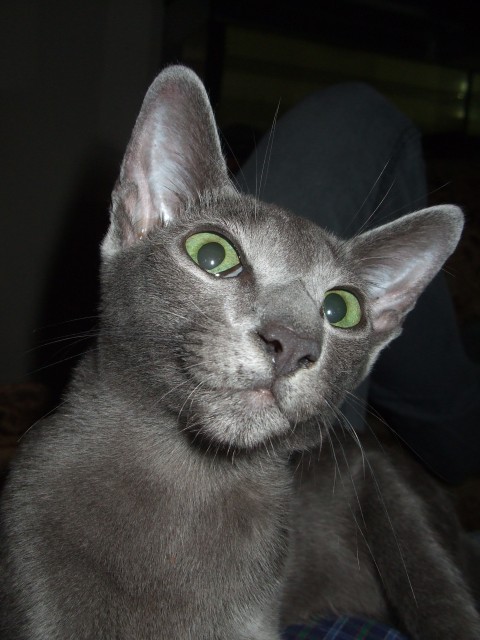 Suche Siam chocolat oder cinnamon Deckkater, bzw. Okh - Deckkater - Bunde