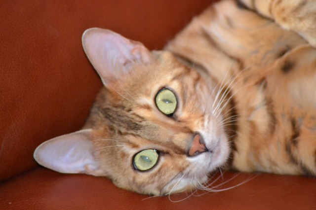 Bengalkitten abzugeben - Bengal - Wandlitz