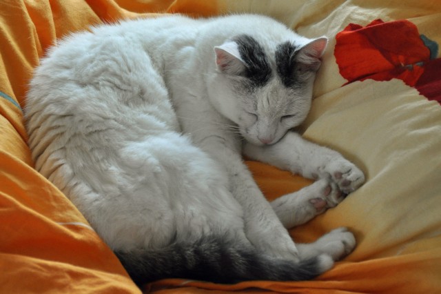 Weiße Katze verschwunden - Freigaenger - Troisdorf
