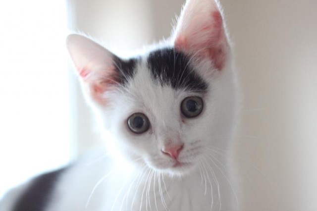 Katzenbetreuung in 34233 Fuldatal und Umgebung - Katzensitter - Fuldatal