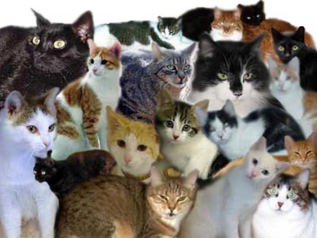 Liebevolle Katzenbetreuung in ganz Bln, auch kurzfristig möglich - Katzensitter - Berlin