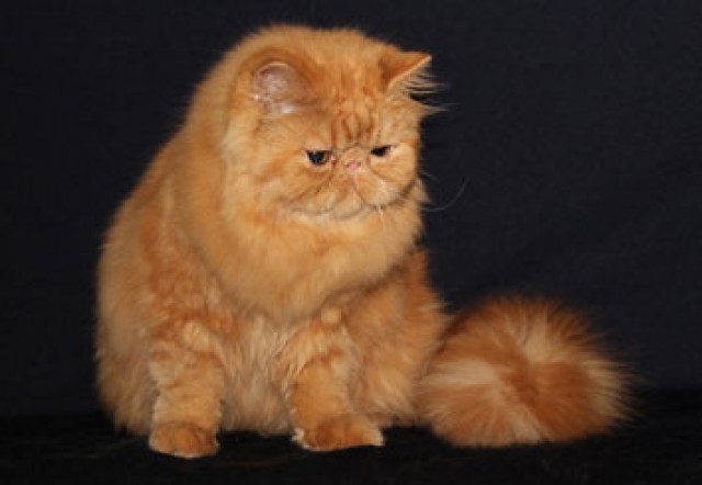 Perserkatzenzucht  PADALUVI  - Katzen Zuechter - Nürnberg