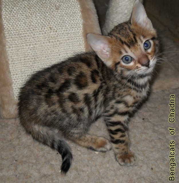 Verschmustes Bengalkitten möchte sein weiteres Leben in einer neuen, fröhliche - Bengal - Reichshof