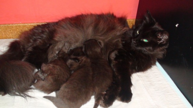  Katzenbabys Renegade F2 / Maine Coon Kitten - Maine Coon - Welzheim