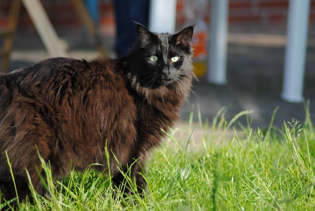 Norwegischer Waldkater sehr verschmusst  - Norwegische Waldkatze - Telgte