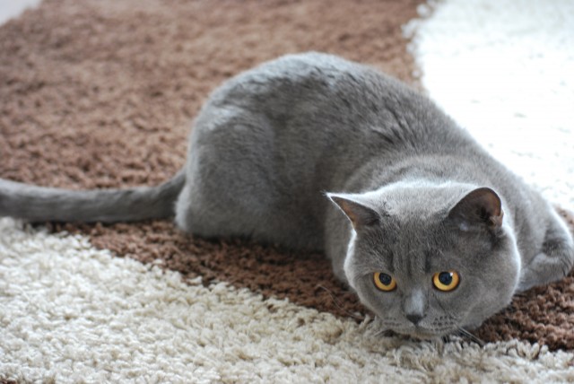 BKH-Deckkater sucht rollige Katzenmädels - Deckkater - Marktheidenfeld