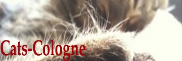 Cats Cologne - Die Katzenbetreuung in Köln - Katzensitter - köln