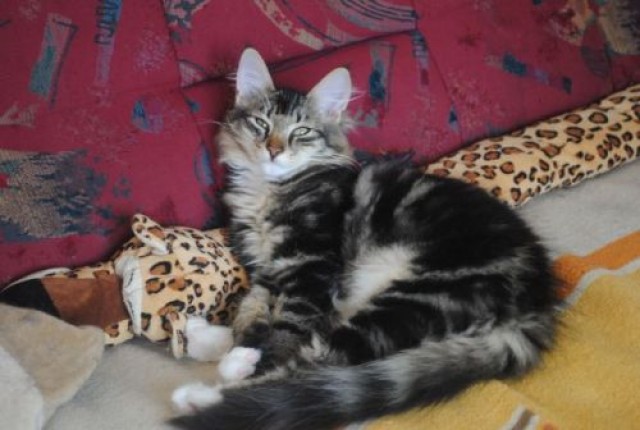 Norwegische Waldkatzen Kitten in verschiedenen Farben mit Papiere und 100 % Schm - Norwegische Waldkatze - Telgte