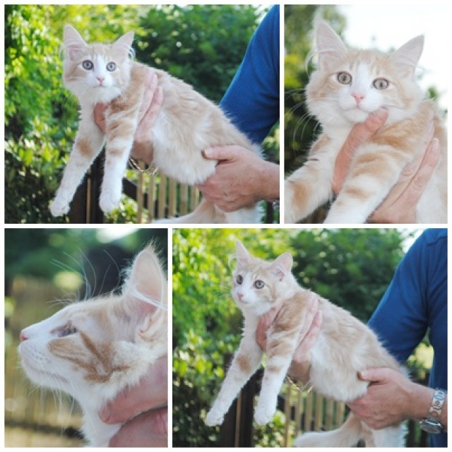 Wunderschönes Kitten in cream tabby cl white - Norwegische Waldkatze - Telgte