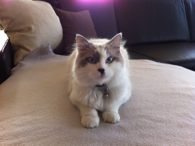 RAGDOLL Deckkater - Deckkater - Pilsting