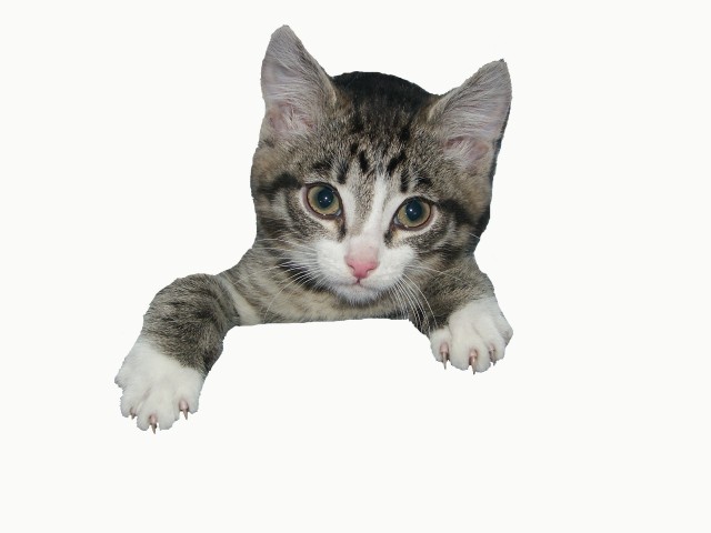 Kennenlernangebot für Katzen - Katzen Sonstige - Buchholz
