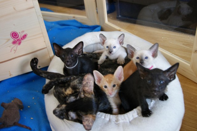 Siam und OKH Kätzchen suchen ein Zuhause! - Orientalische Kurzhaar - Dessau-Roßlau
