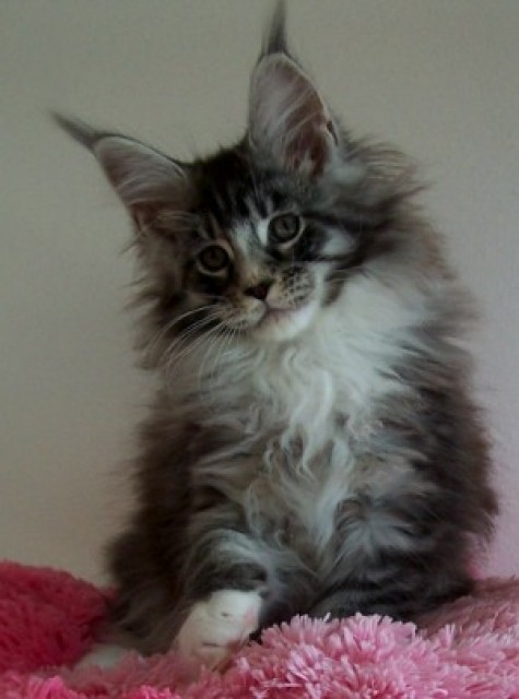 Traumhafte Maine Coon Giganten!! - Katzen Zuechter - Großmehring