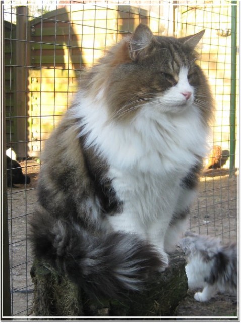 Norwegischer Waldkatzer  - Deckkater - Deckkater - kiel