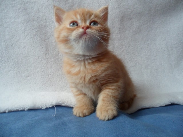 Exotic-Shorthair-Kitten - Exotic Shorthair - Marienberg