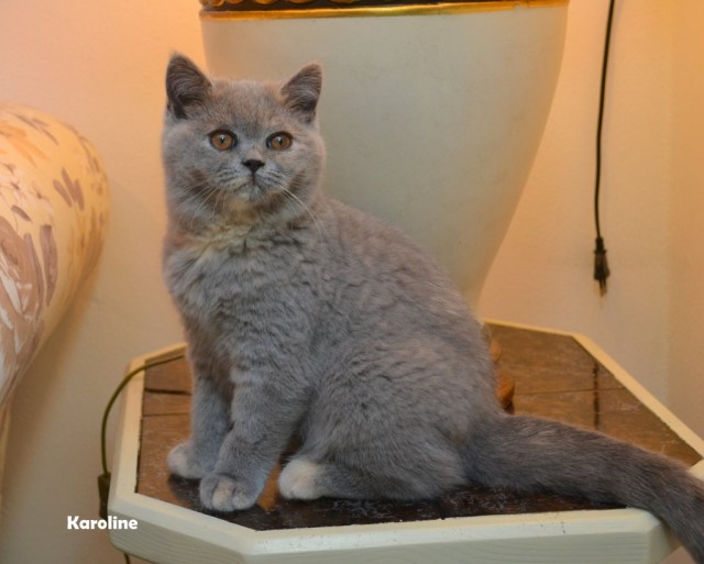 Wunderschönes BKH Mädchen - British Kurzhaar - Kümmersbruck