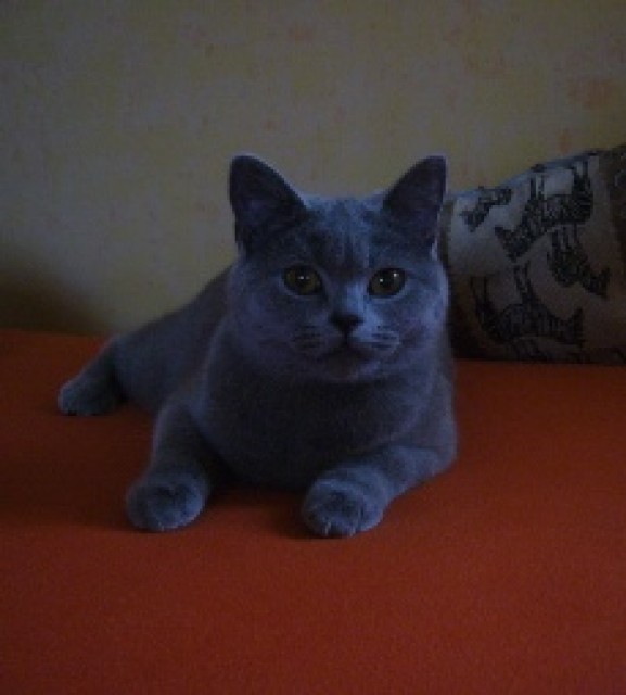 Deckkater gesucht (Kartäuser/Chartreux) - Deckkater - Dornburg