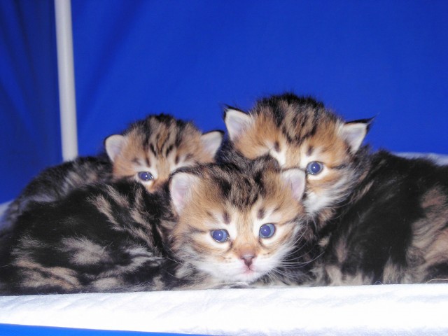 Sibirische Katzen aus Russland - Katzen Zuechter - Rusland