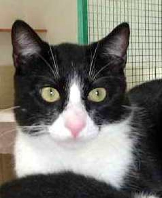 Super-Schmuse-Knuddelmaus! - Hauskatzen - Oberhausen