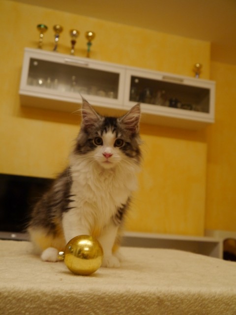 Toll, toll, toll sind wir DREI! - Katzen Zuechter - Regensburg