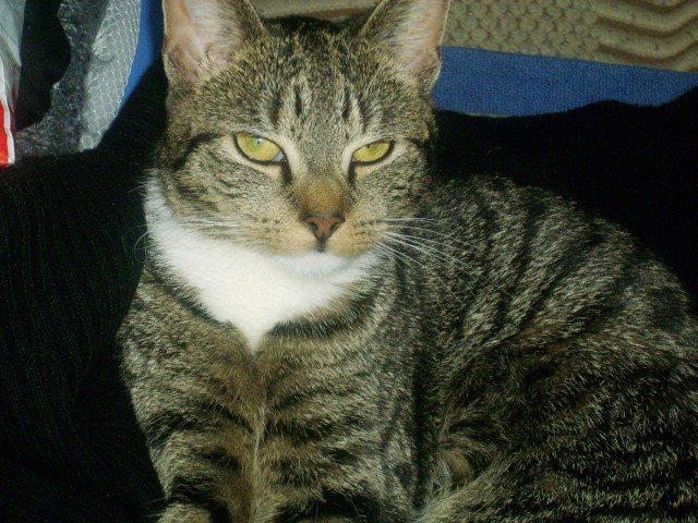LIEBEVOLLE KATZENSITTERIN BETREUT IHRE STUBENTIGER IN BREMEN UND UMZU! - Katzensitter - Bremen