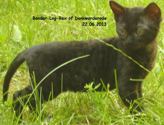 Gelocktes German Rex Kitten of Dankwarderode mit Stammbaum schwarz Kater - German Rex - Braunschweig