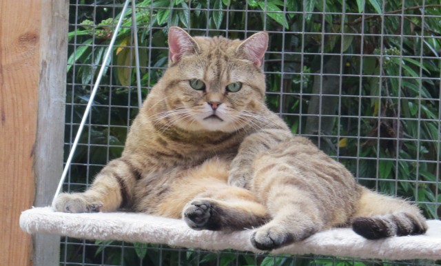 Kater abzugeben BKH Black-Golden Spotted (kastriert) - British Kurzhaar - Buchholz Nordheide
