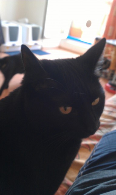 Suche Katzenbetreuung zu Hause auf gegenseitigkeit, oder eine bezahlbare betreuu - Katzensitter - Norderstedt