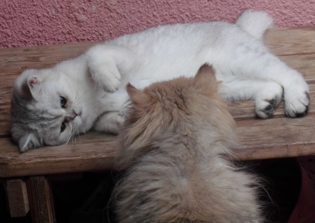 Perser Exotic kurzhaar silver shaded, lieb, verschmusst, verspielt - Exotic Shorthair - Kasel Golzig