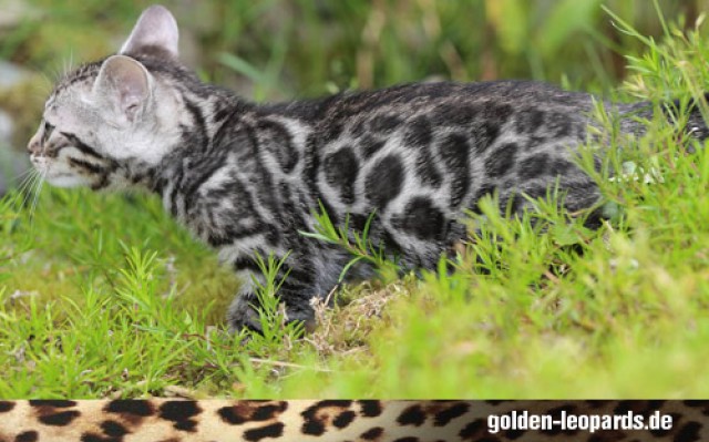 Wunderschöne Bengalkitten in exklusiven Farbvarianten - Bengal - Oberkotzau