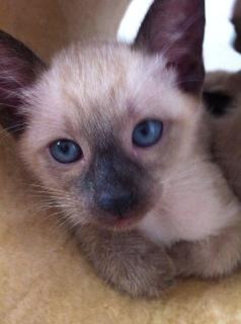 Siam-Thai Katzenbabys - Siam - Kaiserslautern