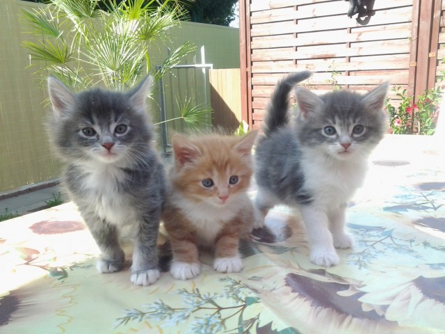 Norwegische Waldkatzen Babys mit viel Fell und Luxpinsel,Papiere,Impfungen - Norwegische Waldkatze - Essen